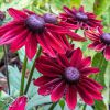 Rudbeckia Cherry Brandy